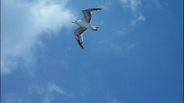 Gaviota Volando Por Aire — Vídeo de stock