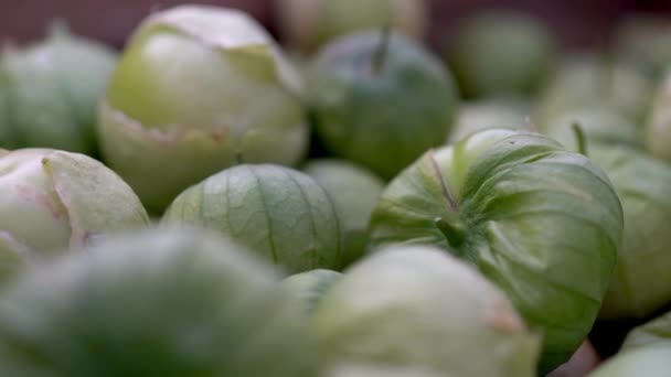 Extrema Close Com Foco Mudança Tomatillo Com Suas Cascas — Vídeo de Stock