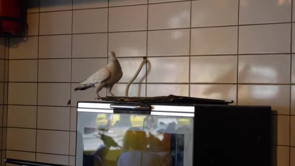 Paloma Mesa Cocina Del Restaurante Comiendo Migas Dove Comiendo Sobras — Vídeo de stock