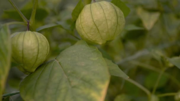 摄象机在一株植物上的两个番茄上的特写镜头 — 图库视频影像