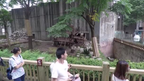 Touristin Panda Zuchtzentrum China — Stockvideo