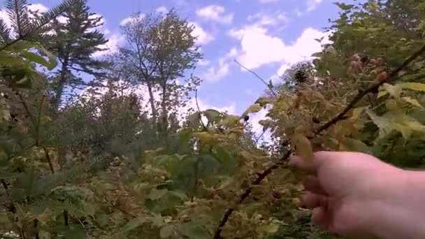 Male Hand Picking Blackberries Pov — Stock Video