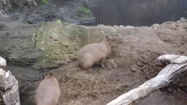 Capibaras Het Istanbul Aquarium — Stockvideo