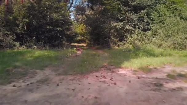 Rápido Bajo Nivel Fiebre Volar Carretera Bosque — Vídeos de Stock