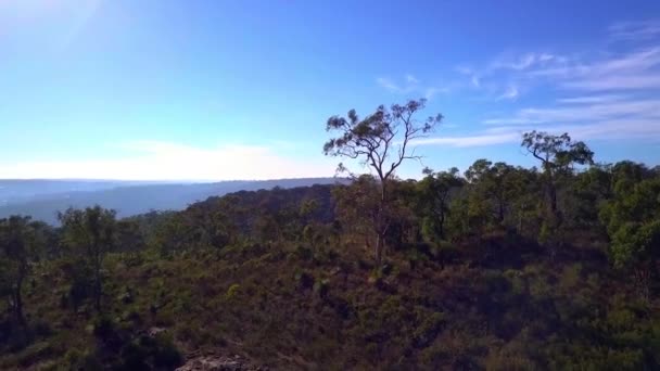 Passo Aereo Curvo Sopra Cresta Cespuglio Australiano Con Uccelli Che — Video Stock