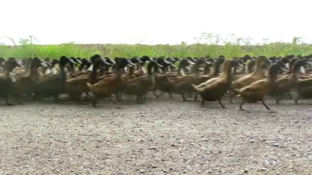 从左到右路上有许多鸭子在奔跑 — 图库视频影像