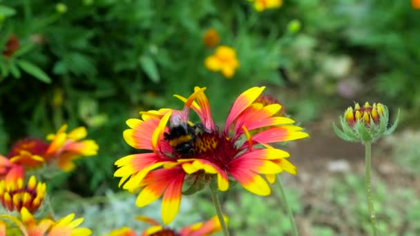 Abeille Sur Jardin Fleur Rouge Jaune Plan Rapproché — Video