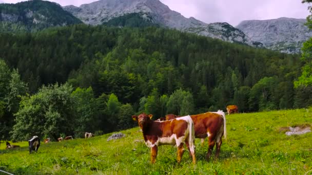 Dos Pequeñas Vacas Prado Las Montañas Llamando Otros — Vídeos de Stock