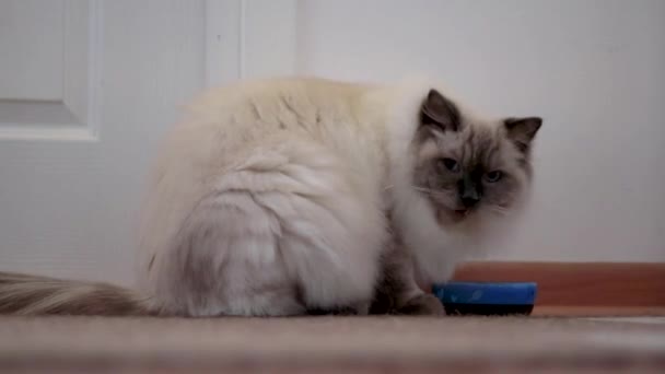 Ragdoll Kedi Yiyor — Stok video