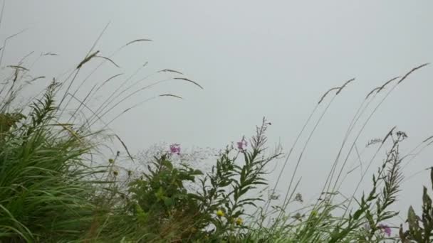 Bergblumen Hintergrund Von Nebel Und Wolken — Stockvideo
