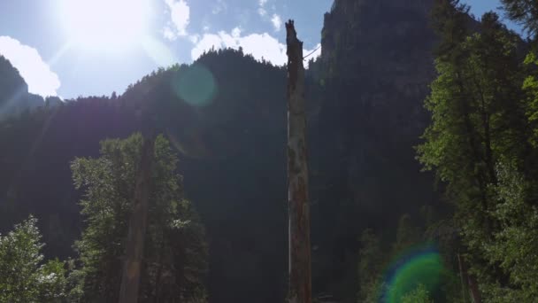 아래쪽 골짜기에서 나무를 산등성 로바라봄 — 비디오