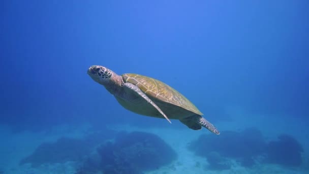 Una Tortuga Marina Nadando Tranquila Paz Través Las Cristalinas Aguas — Vídeos de Stock