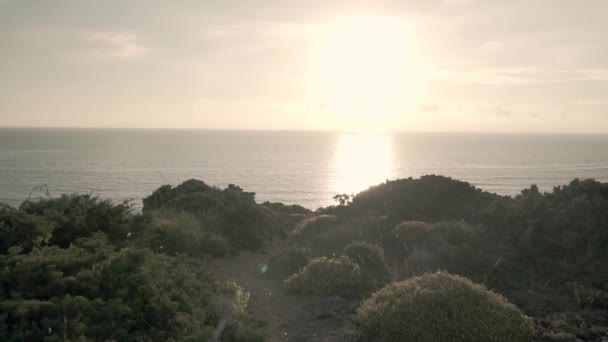 Kleine Struiken Een Atlantische Oceaan Klif Portugal Langzame Beweging — Stockvideo