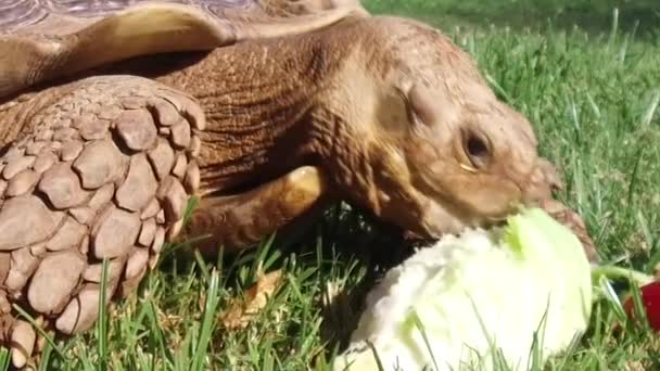 African Spurred Sulcata Tortoise Eating Slow Motion — Stock Video