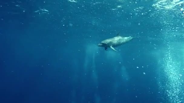 Golfinho Manchado Selvagem Nadando Perto Câmera Belize Slow Motion — Vídeo de Stock