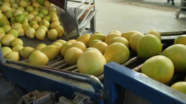 収穫したザボンの果実はトラックから荷降ろしコンベアに移されます — ストック動画