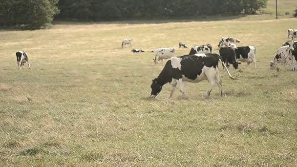 Αγελάδες Που Βόσκουν Αγρούς Γεωργών — Αρχείο Βίντεο