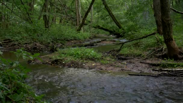 Natura Kominek Rzeka Uspokajający Strumień Rzeki Zwierzęta Spokojny Charakter — Wideo stockowe