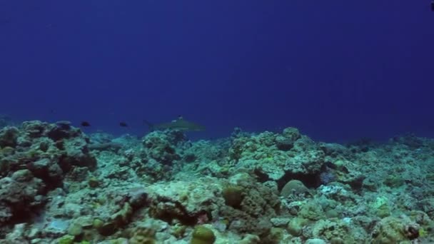 Tubarão Recife Cinzento Nadando Longo Borda Recife Coral Duro Profundo — Vídeo de Stock