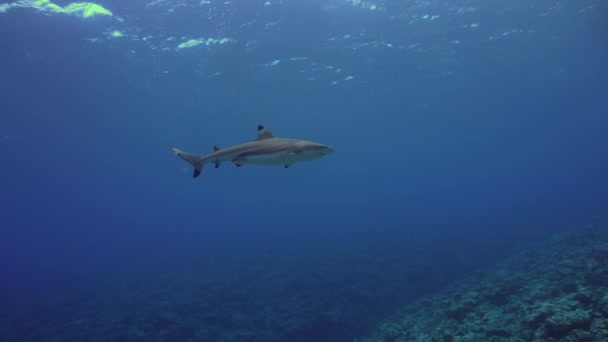 浅い硬いサンゴ礁の上を泳ぐ灰色のサンゴ礁サメ — ストック動画