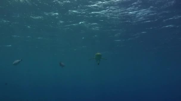 하나의 산호초 상어가 카메라쪽으로 헤엄쳐 카메라 앞에서 어슬렁 거리고 있습니다 — 비디오