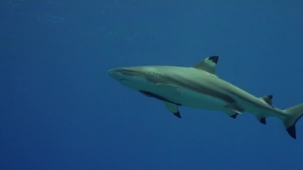 Tiburón Arrecife Gris Con Remora Pez Ventosa Vientre — Vídeos de Stock