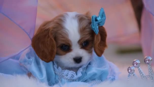可爱的好奇毛茸茸的小狗 穿着鲜艳的蓝色丝绸公主礼服 鞠躬鞠躬 — 图库视频影像