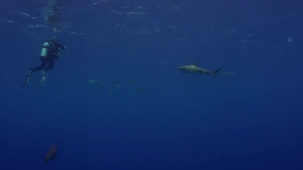 Único Tubarão Recife Cinzento Circulando Redor Mergulhador Superfície — Vídeo de Stock