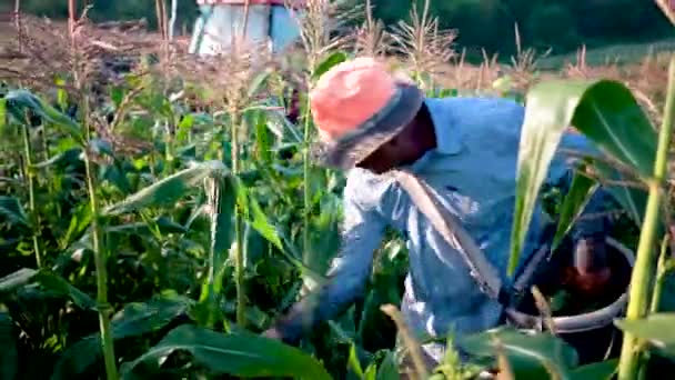 Fechamento Fazendeiro Imigrante Pegando Milho Campo Milho — Vídeo de Stock