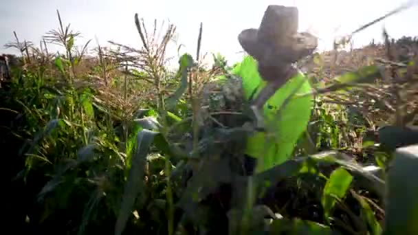 Extreme Closeup Farmer Picking Corn Sun Flares Him — Stock Video