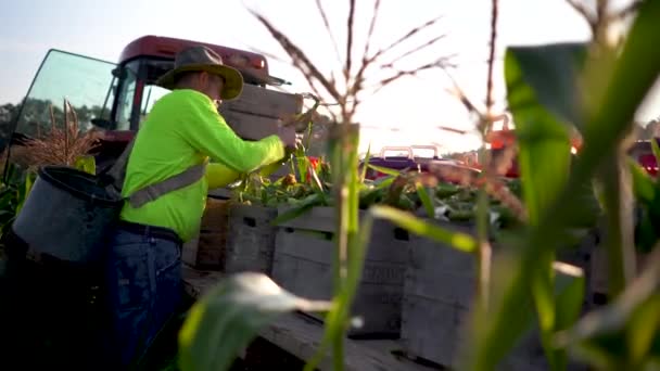 Agricoltore Cernita Mais Letto Piatto Dietro Trattore Nei Campi — Video Stock