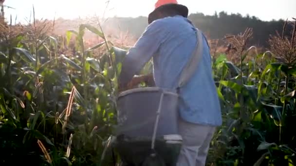 Agricultor Imigrante Retroiluminado Colhendo Milho — Vídeo de Stock