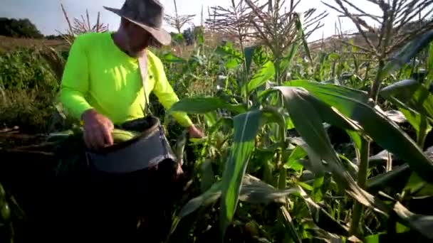 农夫向前走着采摘玉米 — 图库视频影像