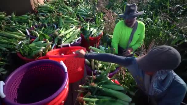 High Angle Closeup Shot Farmer Farmhand Emptying Freshly Picked Corn — Stock Video