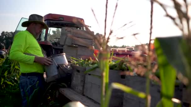Gazda Frissen Szedett Kukoricát Ürít Egy Ládába Egy Laposágyra Mezőn — Stock videók