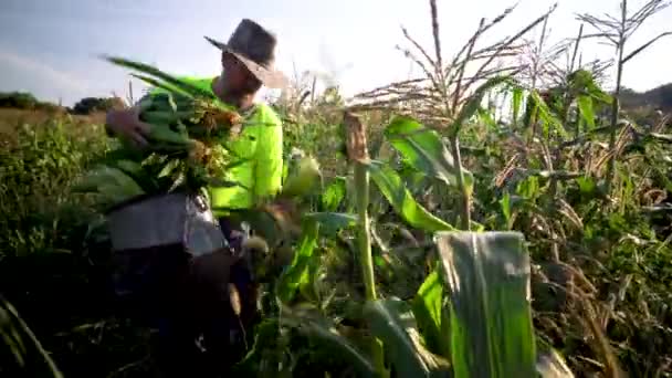 Agricultor Sosteniendo Grandes Racimos Maíz Mientras Continúa Recogiendo Sol Temprano — Vídeos de Stock