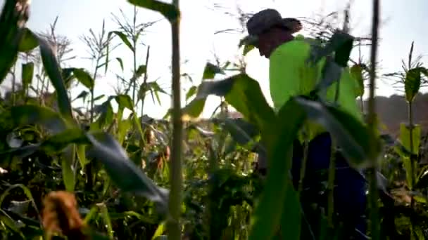 Low Angle Shot Corn Stalks Farmer Picking Sun Lens Flares — Stock Video