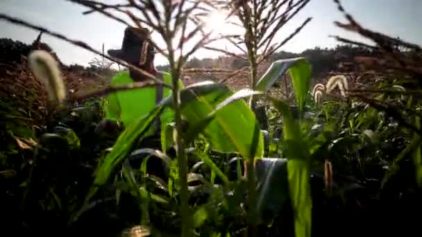 Närbild Bakgrundsbelyst Bonde Rör Sig Snabbt Genom Fältet Plocka Majs — Stockvideo