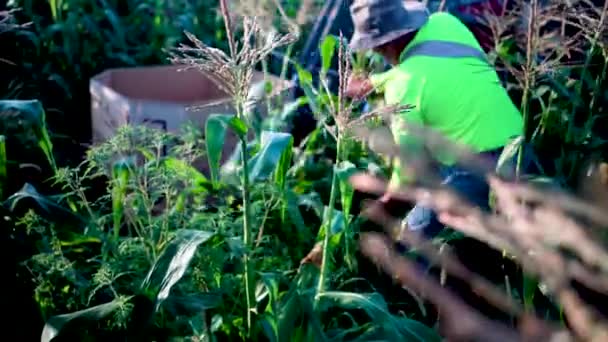 Focus Shift Corn Stalk Farmer Picking Corn Cornfield — Stock Video