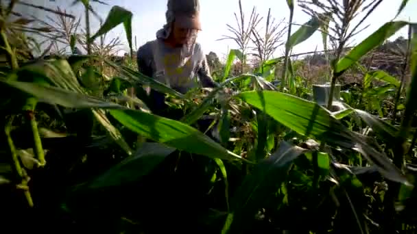 Closeup Backlit Shot Farm Hand Picking Corn Early Summer Morning — Stock Video