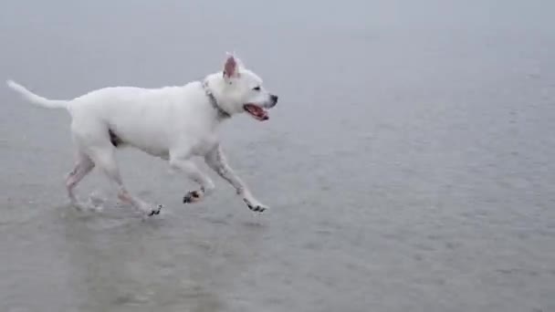 Bulldogs Franceses Bulldog Americano Jugando Agua Playa Hilton Head Carolina — Vídeos de Stock