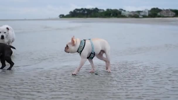 Anjing Bulldog Perancis Dan Anjing Bulldog Amerika Bermain Air Pantai — Stok Video