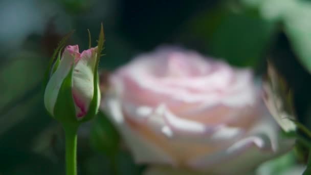 Focus Sur Bouton Rose Fleur — Video