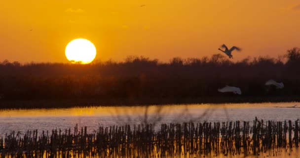 Cygnes Toundra Dans Les Terres Marécageuses Est Caroline Nord — Video