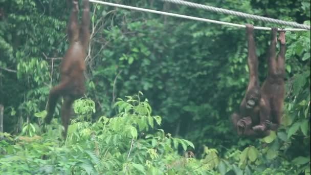 Tre Unga Orangutanger Som Svingar Sig Ett Rep — Stockvideo