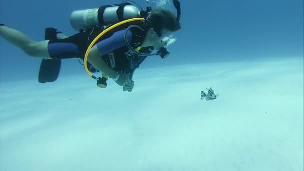 Linda Interacción Smooth Trunkfish Con Diver Primer Plano Cozumel — Vídeo de stock