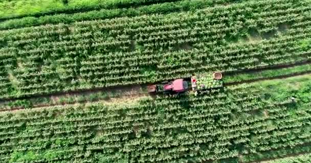 Воздушная Камера Спускающаяся Трактор Тянет Плоскогорье Загруженное Свежесобранной Кукурузой — стоковое видео