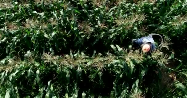 Aerial Camera Looking Farmer Picking Corn Cornfield — Stock Video