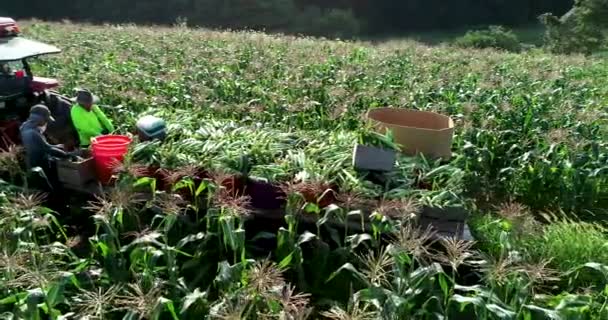 Orbit Udara Rendah Petani Memuat Jagung Flatbed Belakang Traktor Ladang — Stok Video