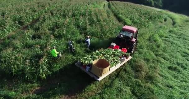 Orbita Aerea Attorno Trattore Campo Con Aiuola Che Gli Agricoltori — Video Stock